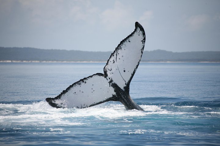 Hervey Bay Whale Watching Cruise - Restaurant Find